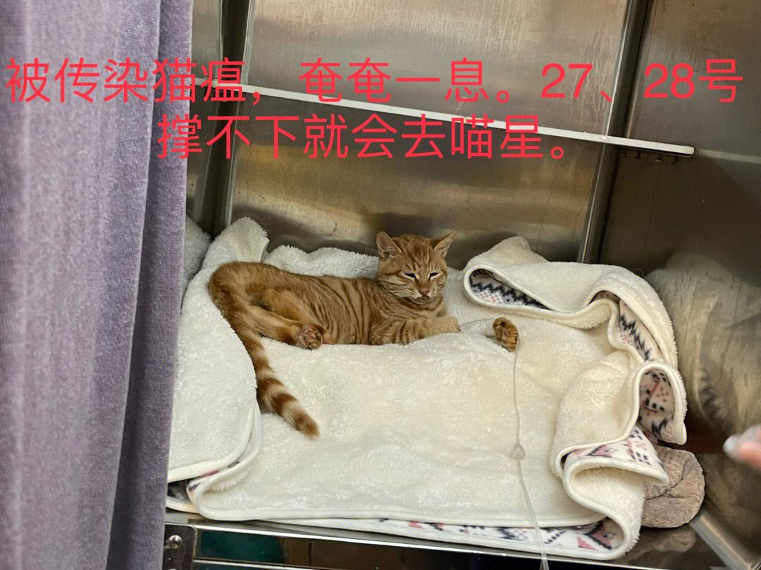 开云体育登录入口-水土不服姆巴佩出现急性肠胃炎症状，已住院检查治疗(去饭店吃东西得了急性肠胃炎)