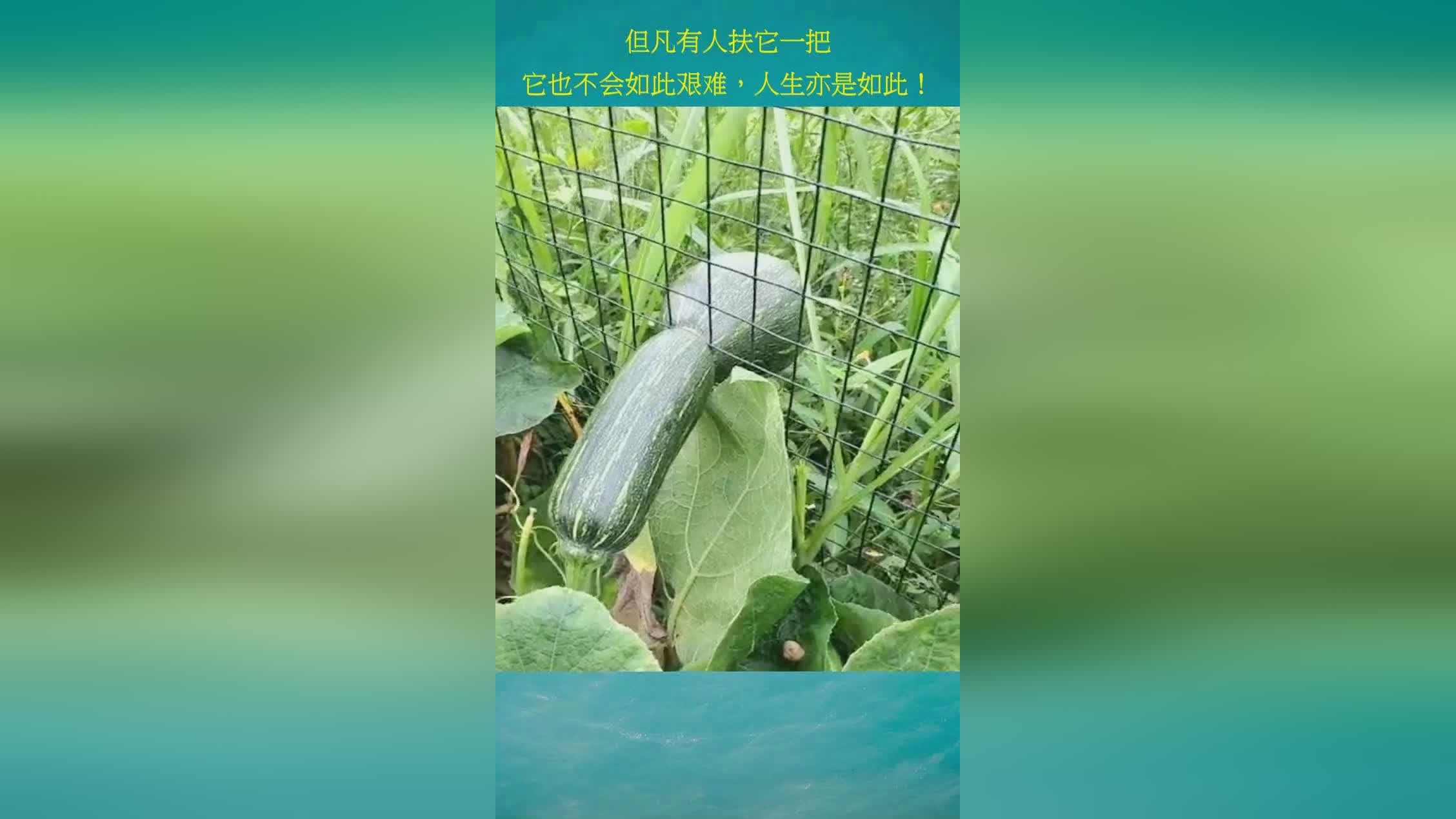 开云体育网页版-PERO要是有这么硬也不至于年年四海为家了
